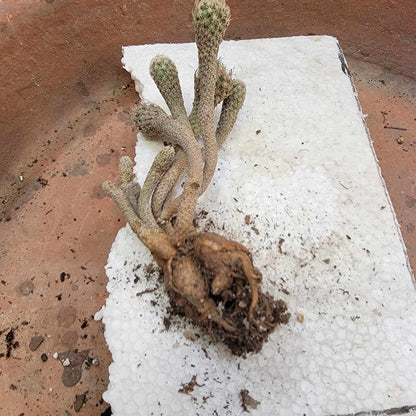 Turbinicarpus krainzianus - Last one!