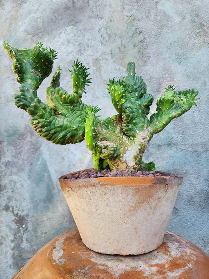 Tuscany Earthen Terra Cotta Planter — Italian Limewash Planter No. 218