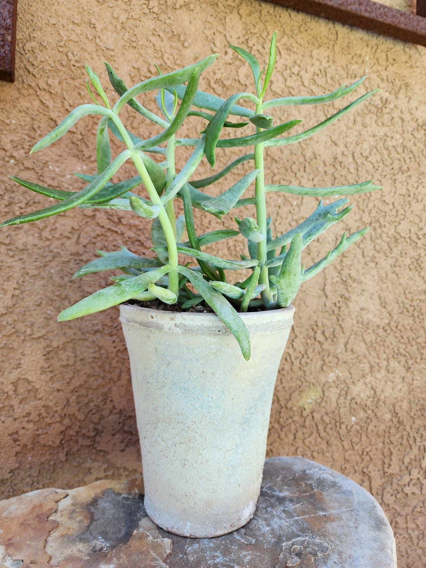 Tuscany Earthen Terra Cotta Planter — Podere Vessel No. 217