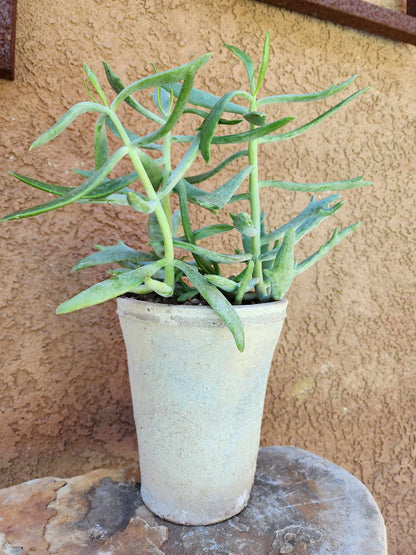 Tuscany Earthen Terra Cotta Planter — Podere Vessel No. 217
