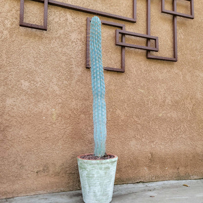 Tuscany Earthen Terra Cotta Planter - Kiln-Fired - Green & White