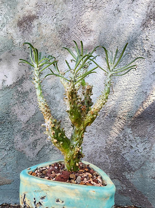 Tylecodon wallichii