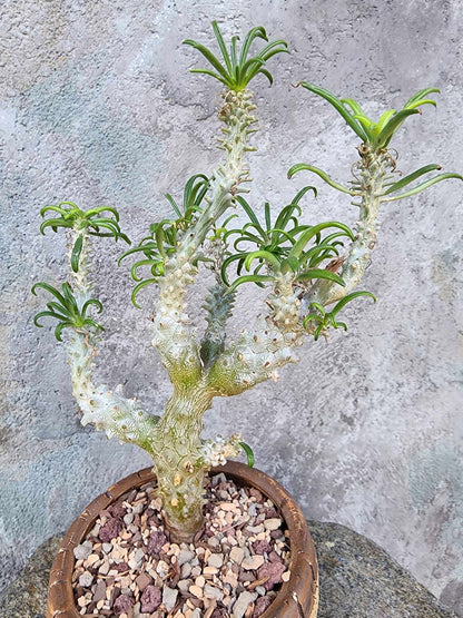 Tylecodon wallichii