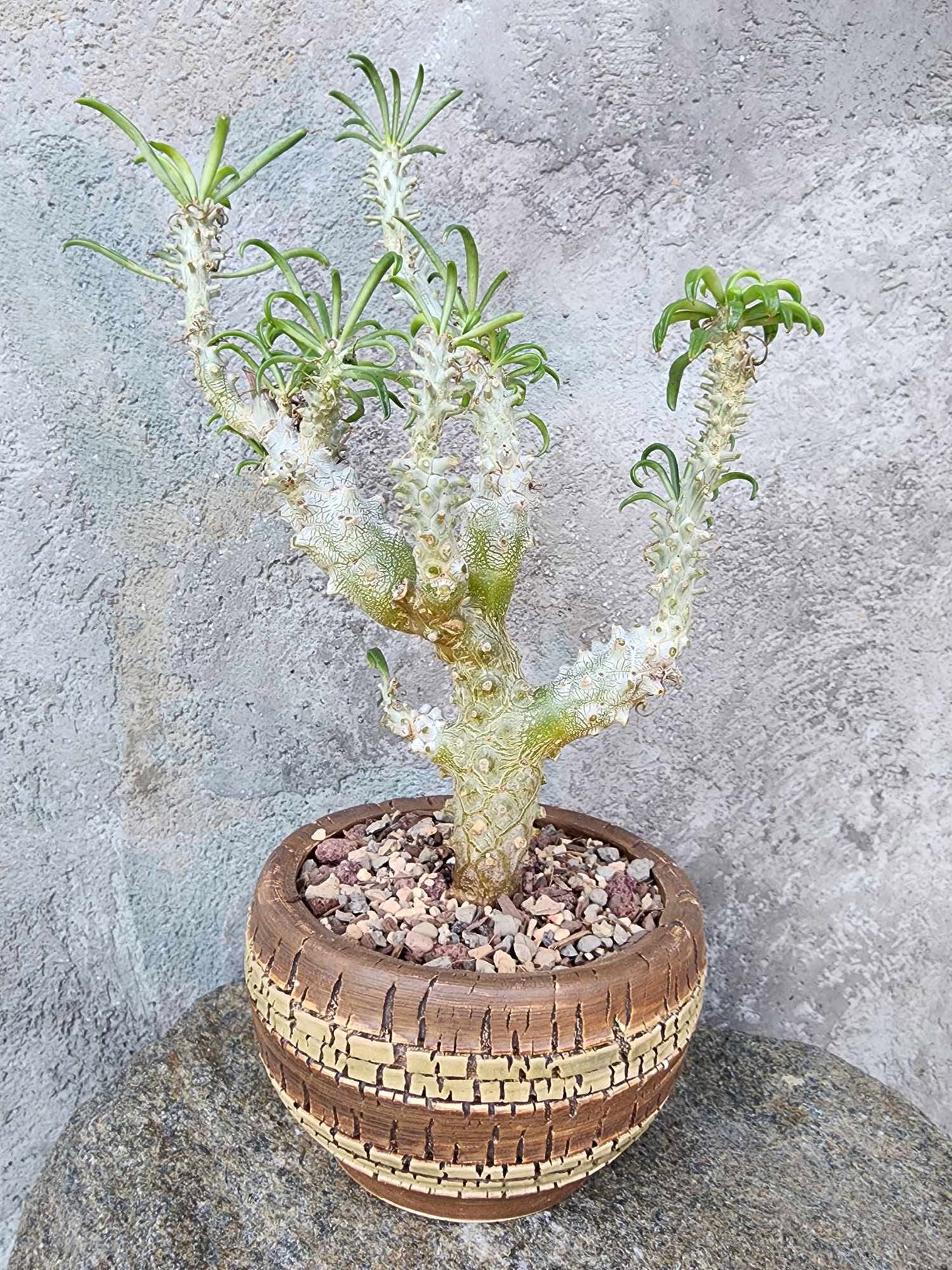 Tylecodon wallichii