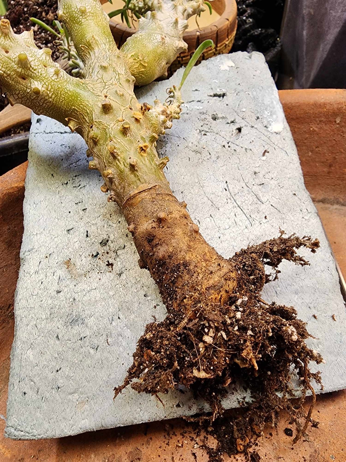 Tylecodon wallichii