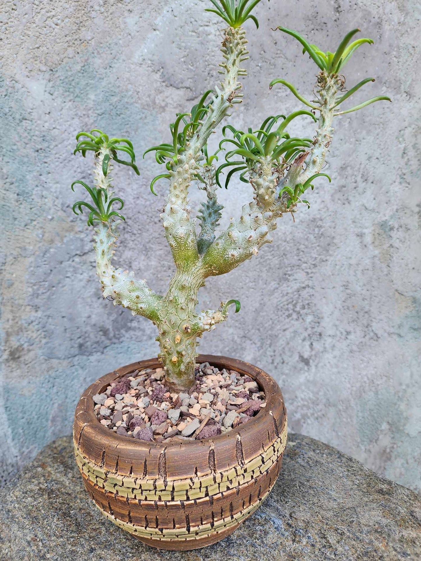 Tylecodon wallichii