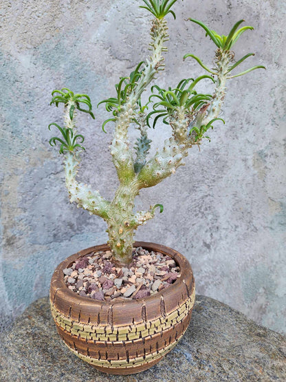 Tylecodon wallichii