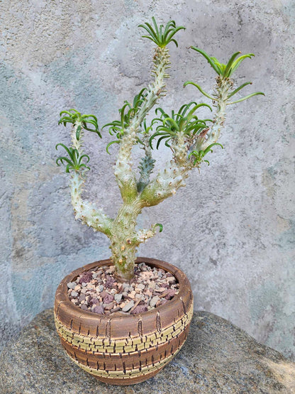 Tylecodon wallichii