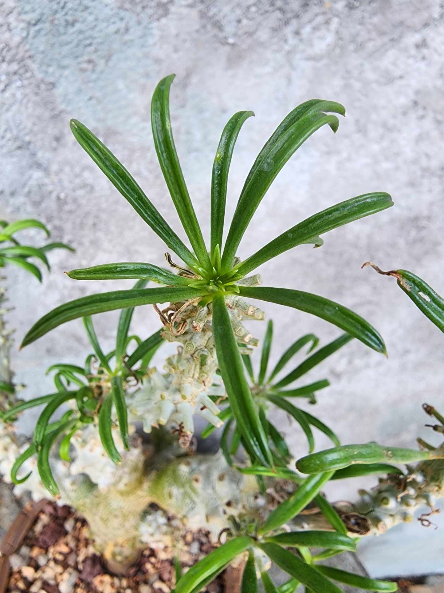 Tylecodon wallichii