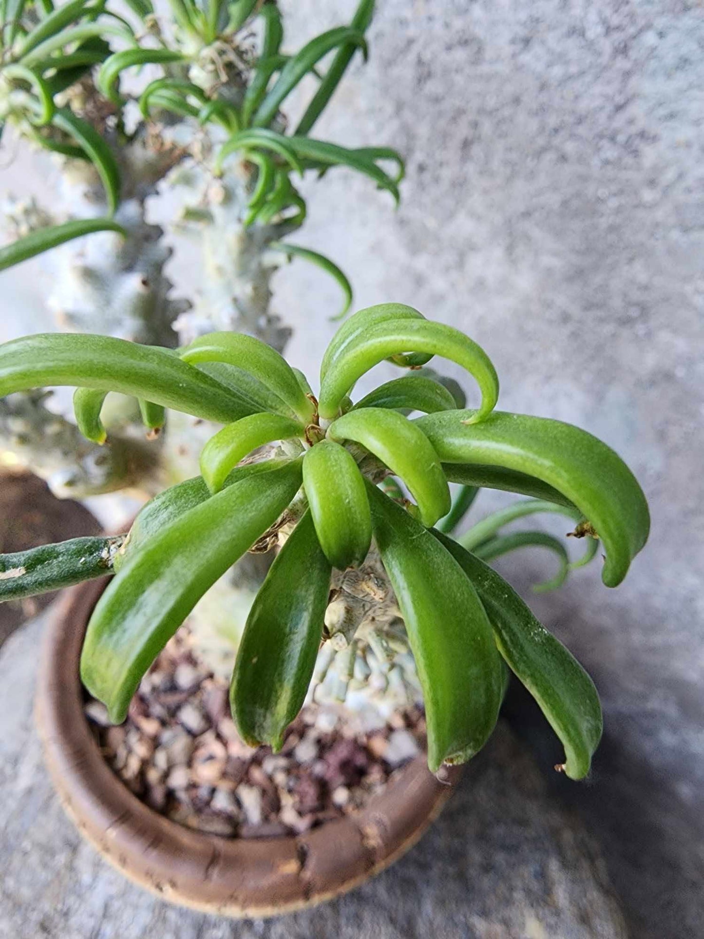Tylecodon wallichii