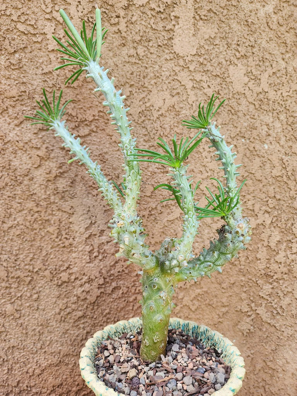 Tylecodon wallichii (Last one!)