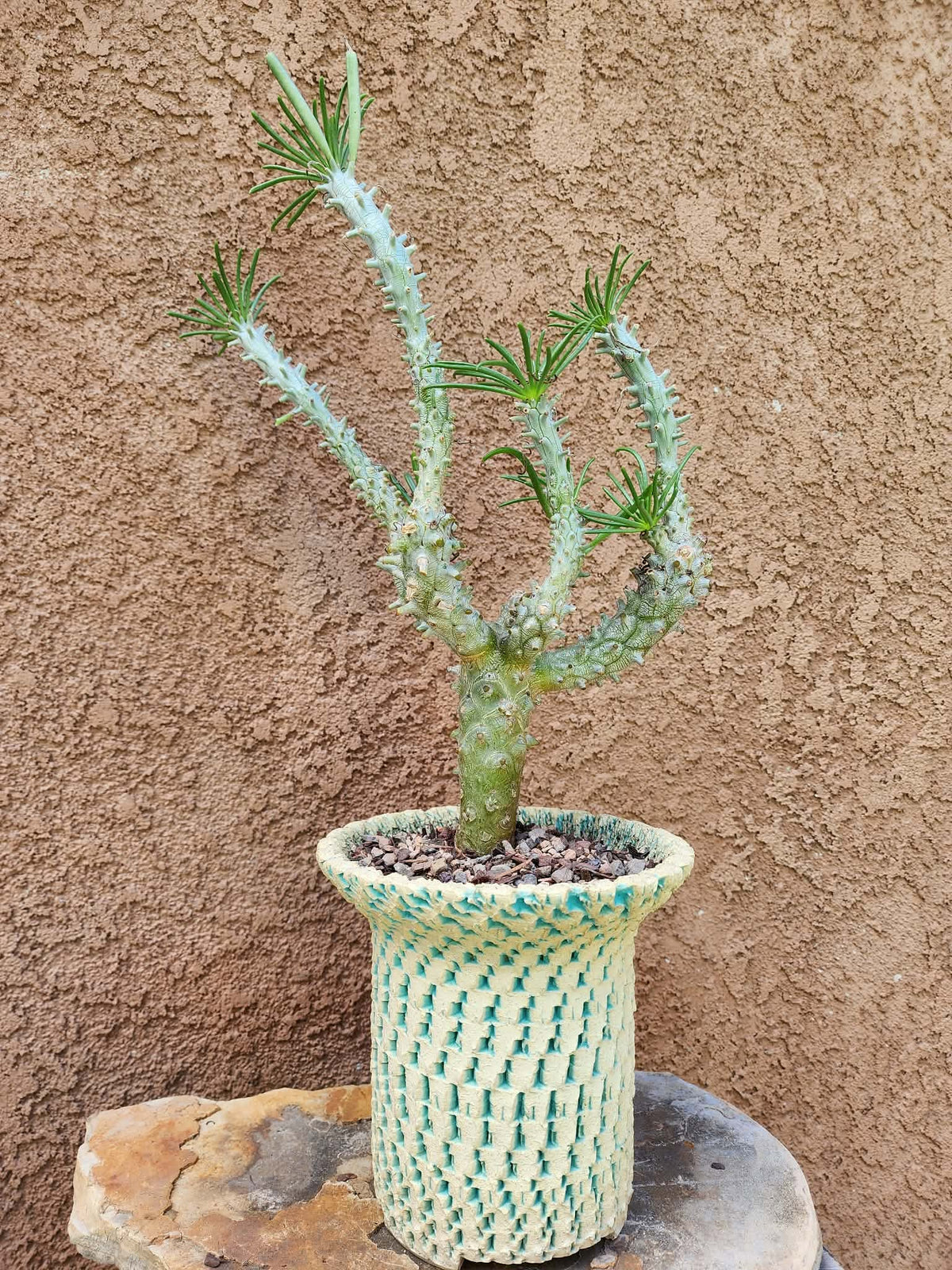 Tylecodon wallichii (Last one!)