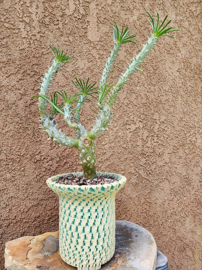 Tylecodon wallichii (Last one!)