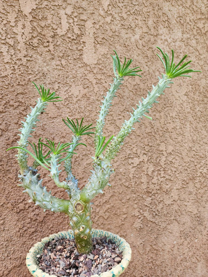 Tylecodon wallichii (Last one!)