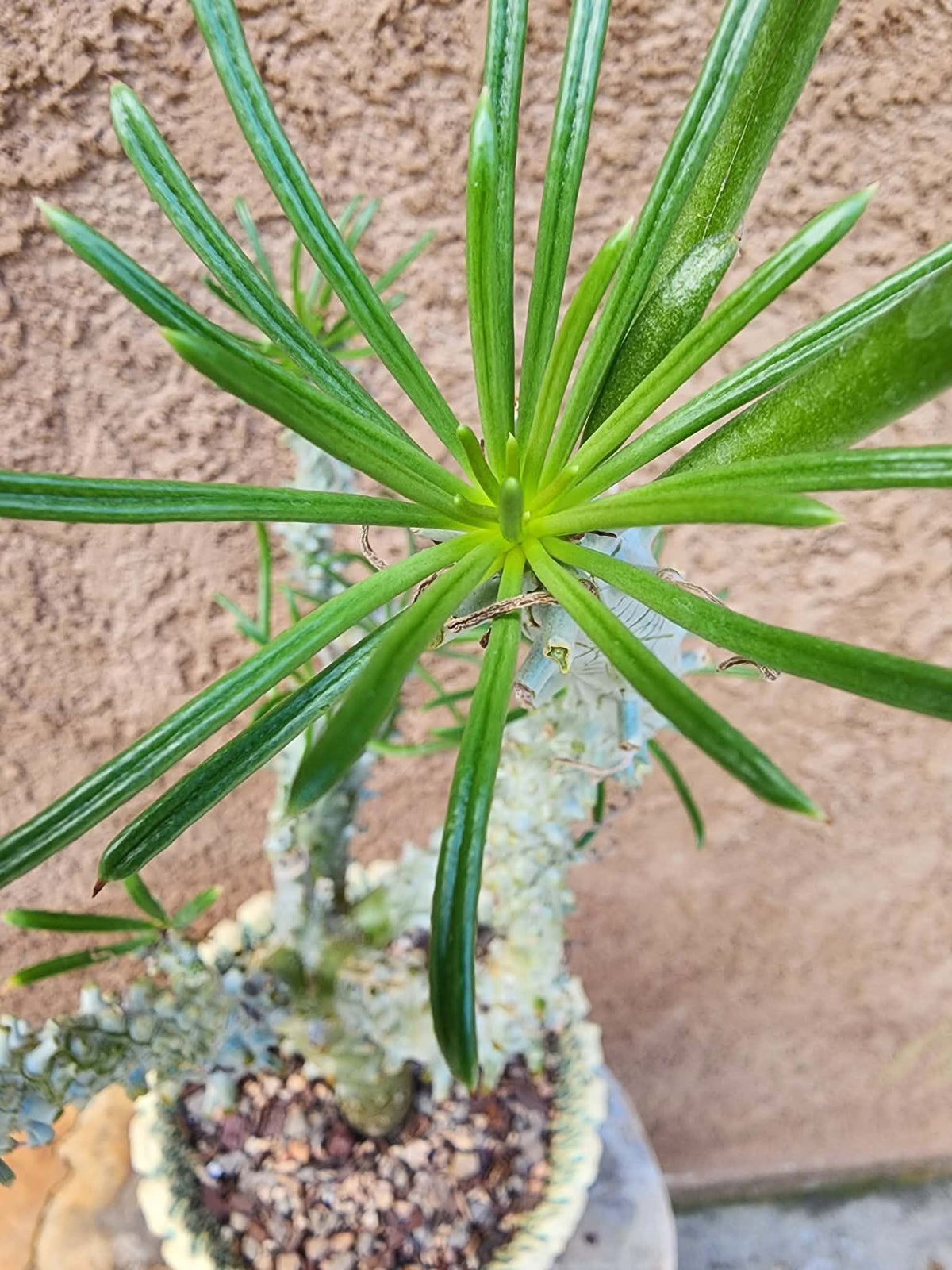 Tylecodon wallichii (Last one!)