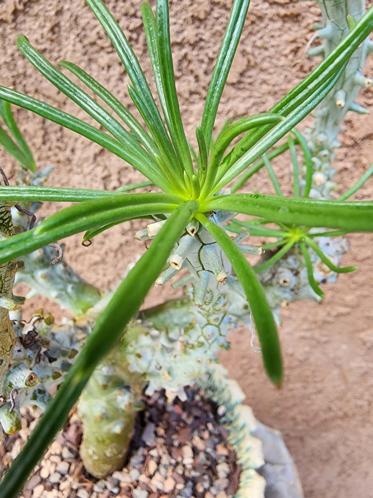 Tylecodon wallichii (Last one!)