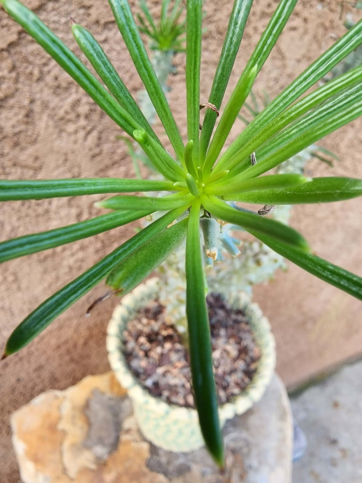 Tylecodon wallichii (Last one!)