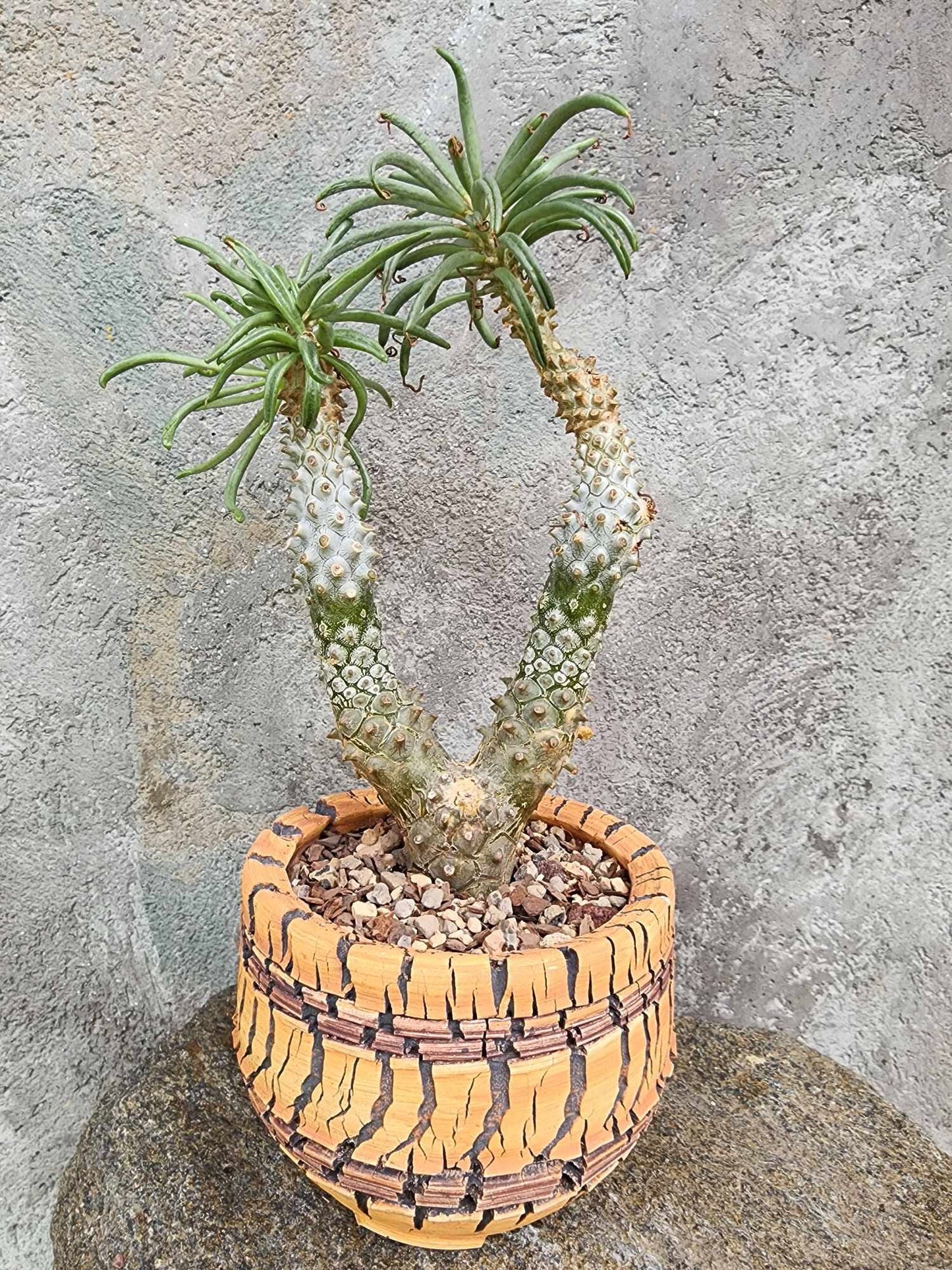 Tylecodon wallichii (Last one!)