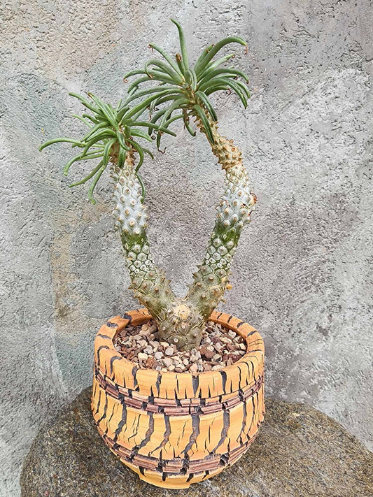 Tylecodon wallichii (Last one!)