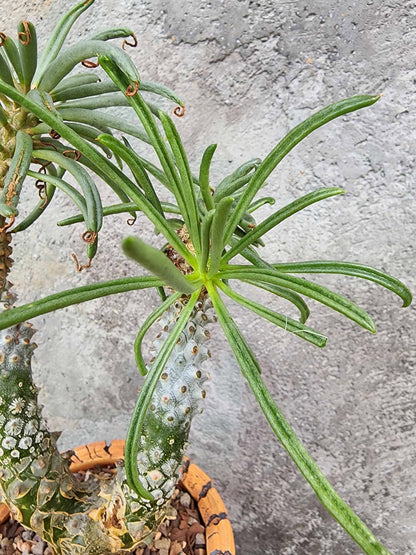 Tylecodon wallichii (Last one!)