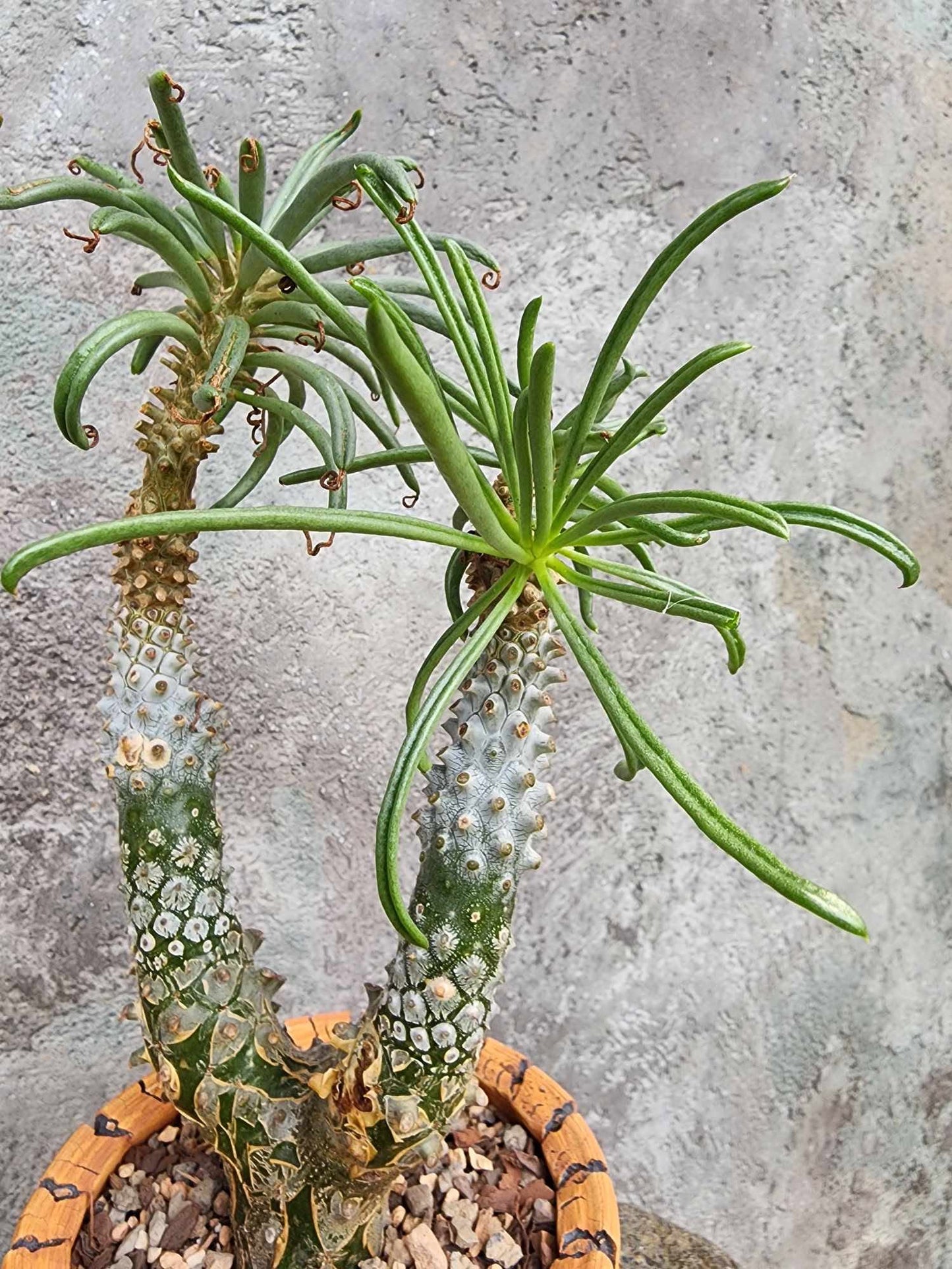 Tylecodon wallichii (Last one!)