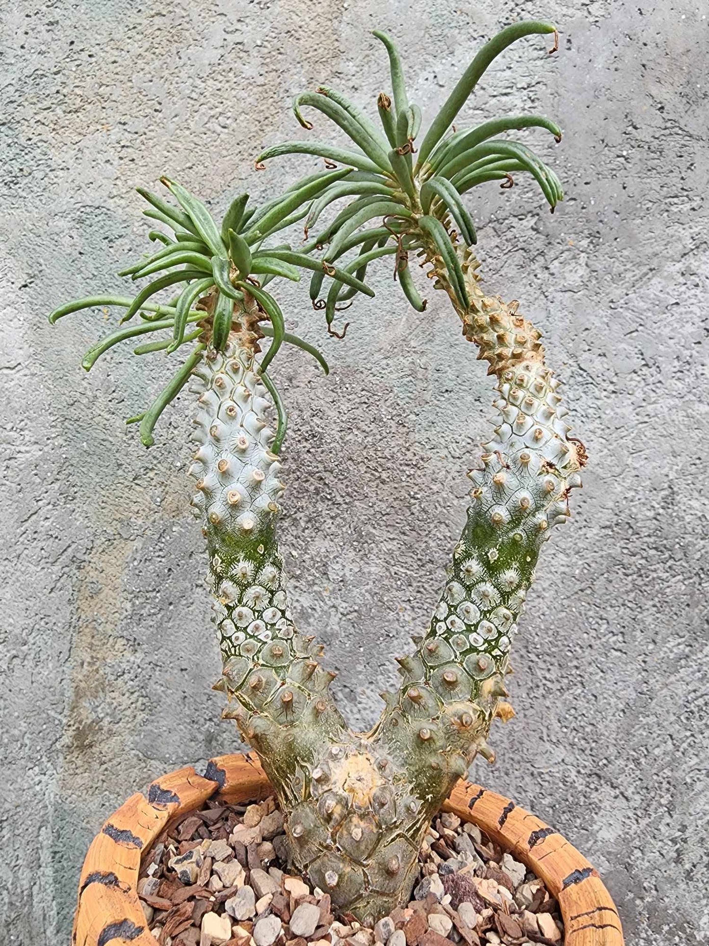 Tylecodon wallichii (Last one!)