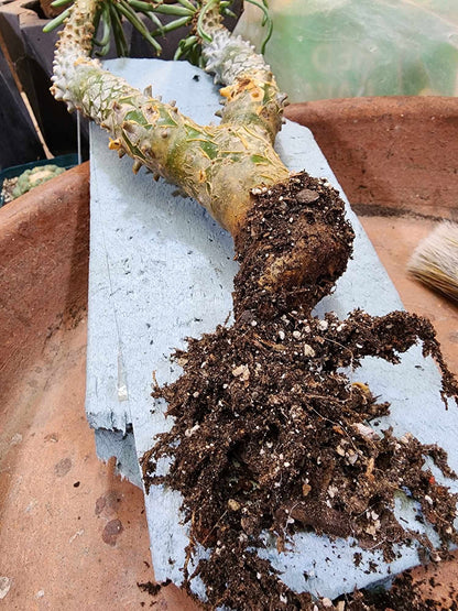 Tylecodon wallichii (Last one!)