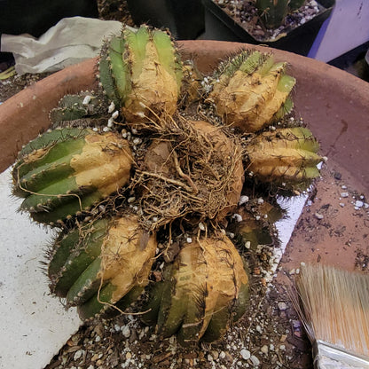 Uebelmannia Pectinifera - Large Cluster - 10 Heads! Wish List Specimen!