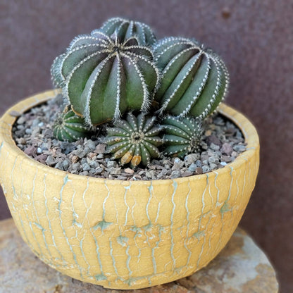 Uebelmannia Pectinifera - Large Cluster - 10 Heads! Wish List Specimen!