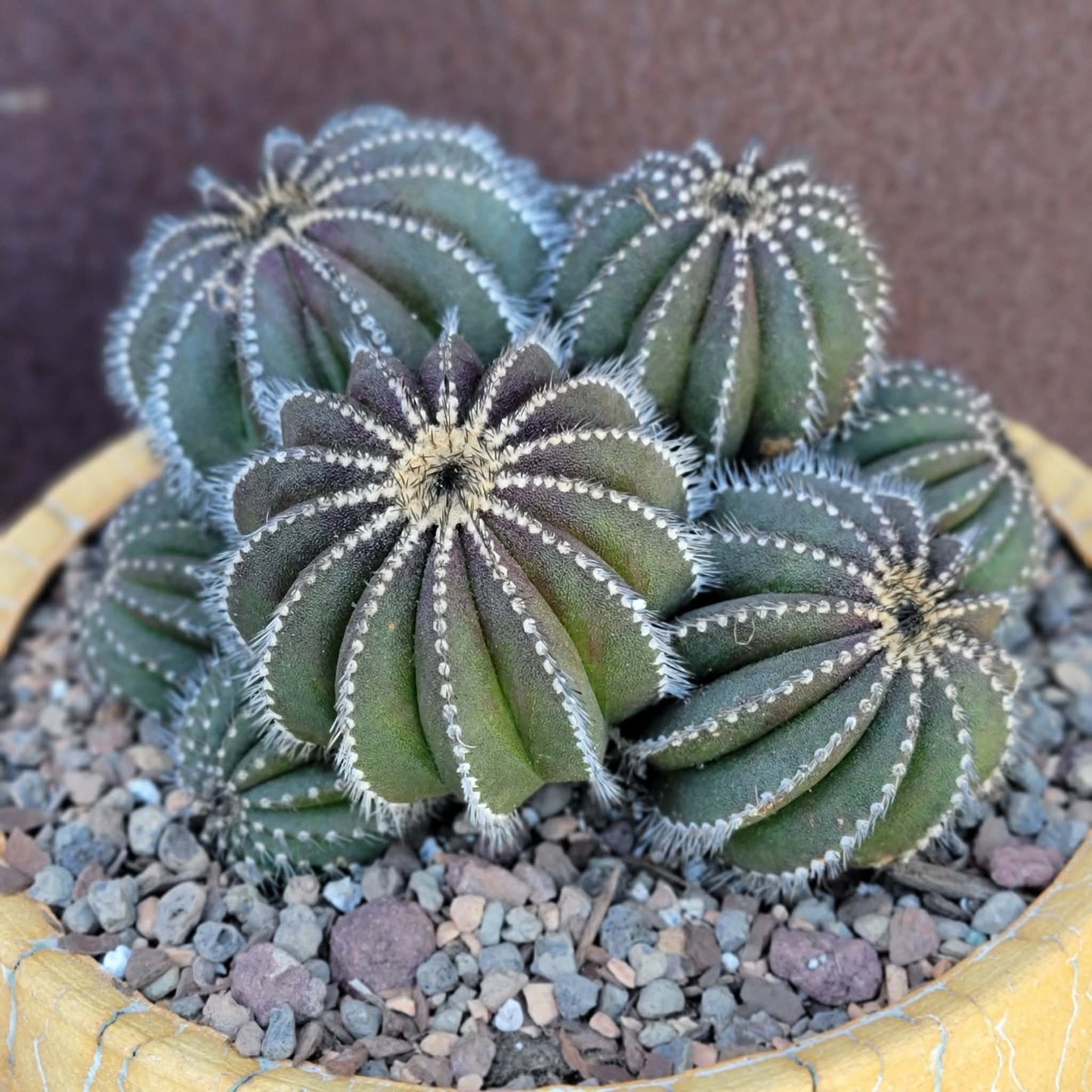Uebelmannia Pectinifera - Large Cluster - 10 Heads! Wish List Specimen!
