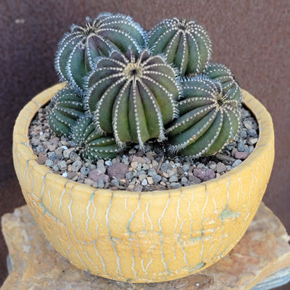 Uebelmannia Pectinifera - Large Cluster - 10 Heads! Wish List Specimen!