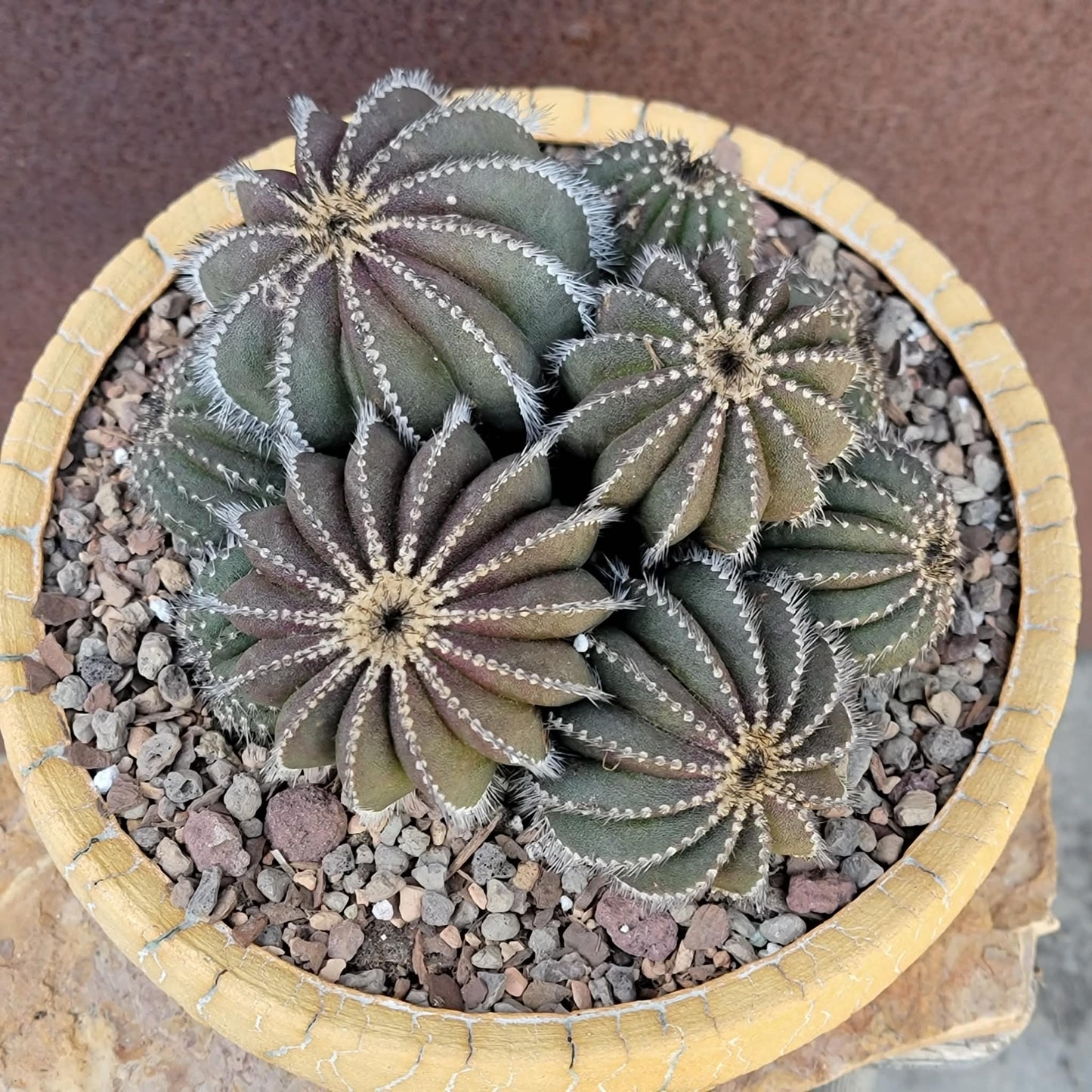 Uebelmannia Pectinifera - Large Cluster - 10 Heads! Wish List Specimen!
