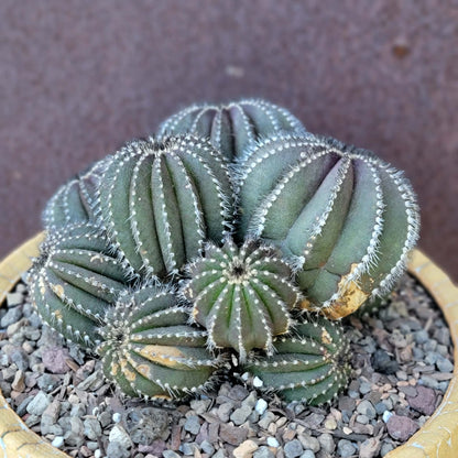 Uebelmannia Pectinifera - Large Cluster - 10 Heads! Wish List Specimen!