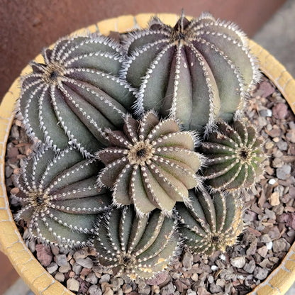 Uebelmannia Pectinifera - Large Cluster - 10 Heads! Wish List Specimen! collector cactus specimen
