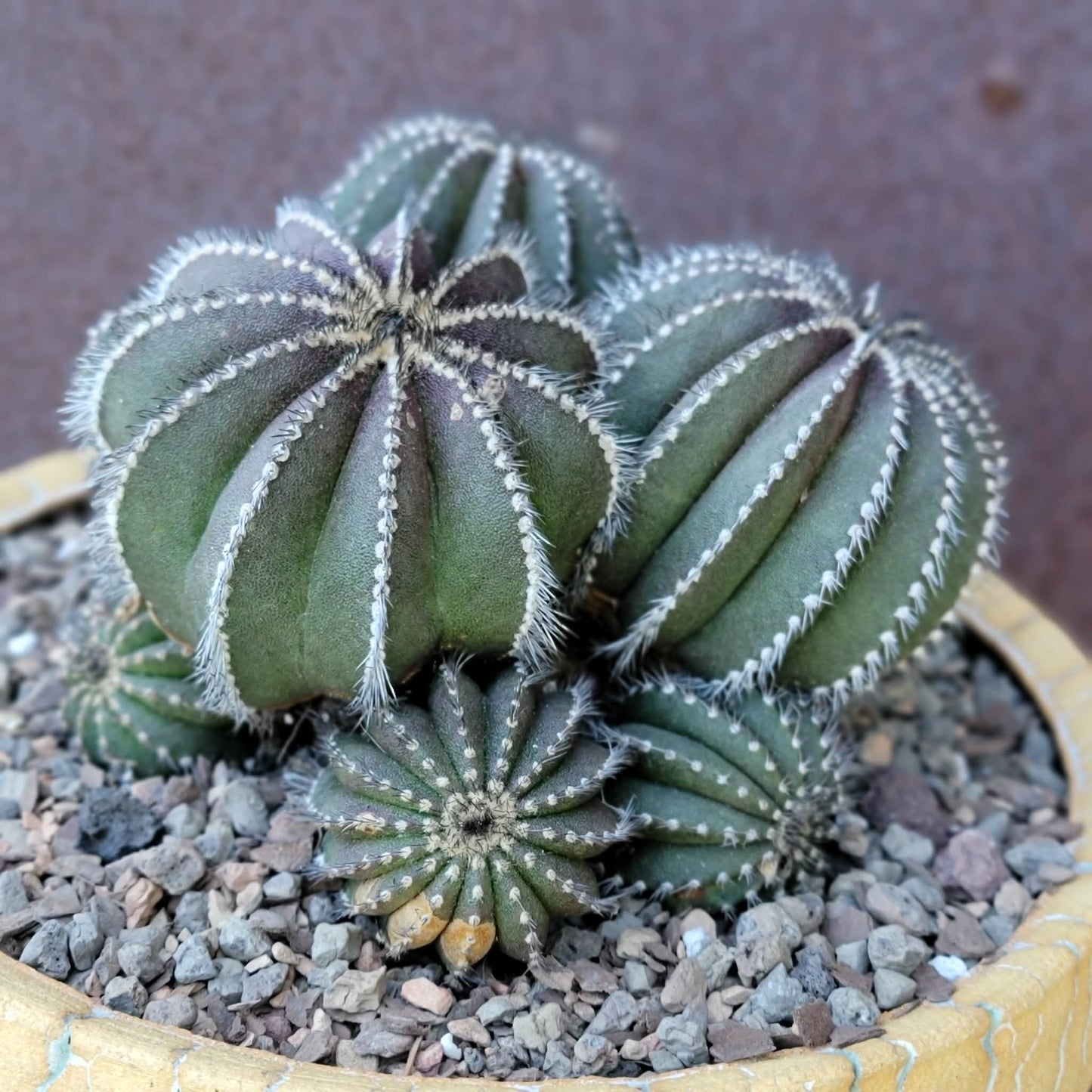 Uebelmannia Pectinifera - Large Cluster - 10 Heads! Wish List Specimen!