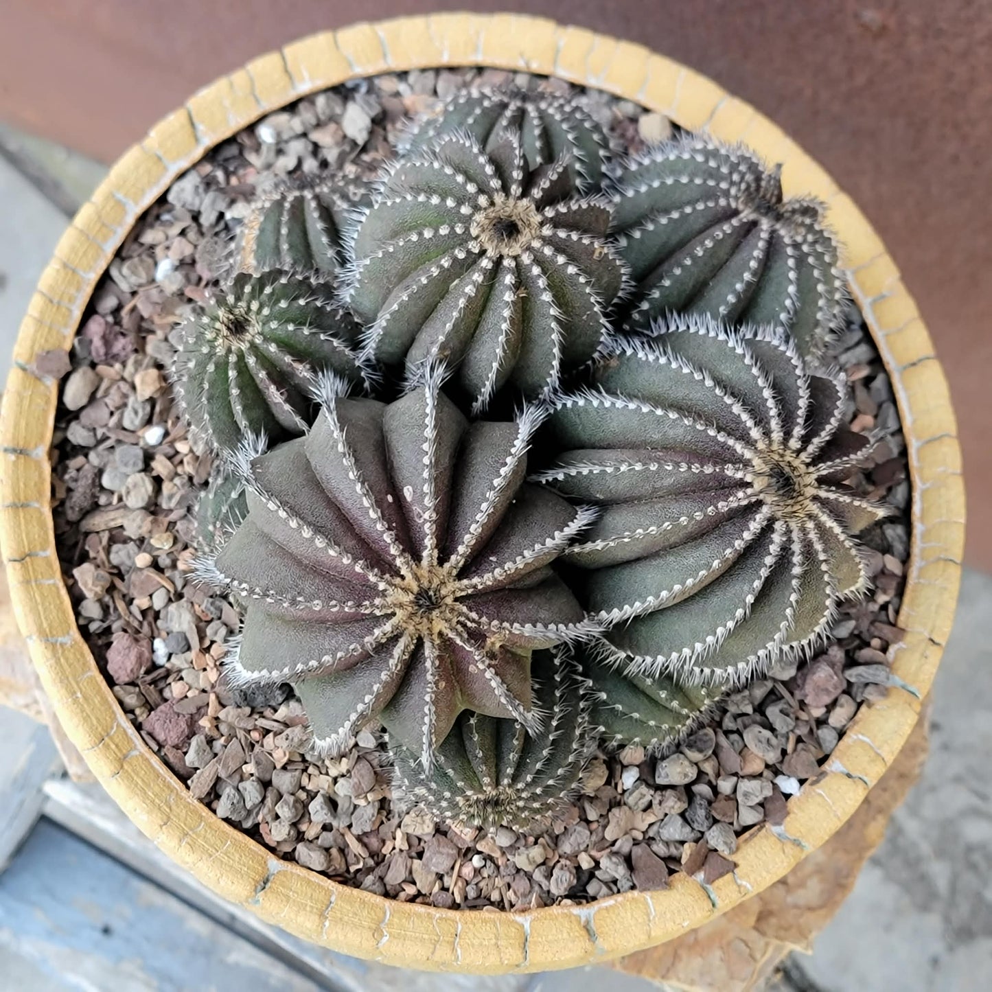 Uebelmannia Pectinifera - Large Cluster - 10 Heads! Wish List Specimen!