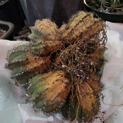 Uebelmannia Pectinifera - Large Cluster - 10 Heads + Baby! Wish List Specimen!