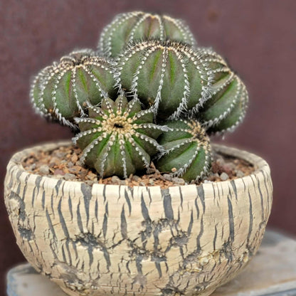 Uebelmannia Pectinifera - Large Cluster - 10 Heads + Baby! Wish List Specimen!