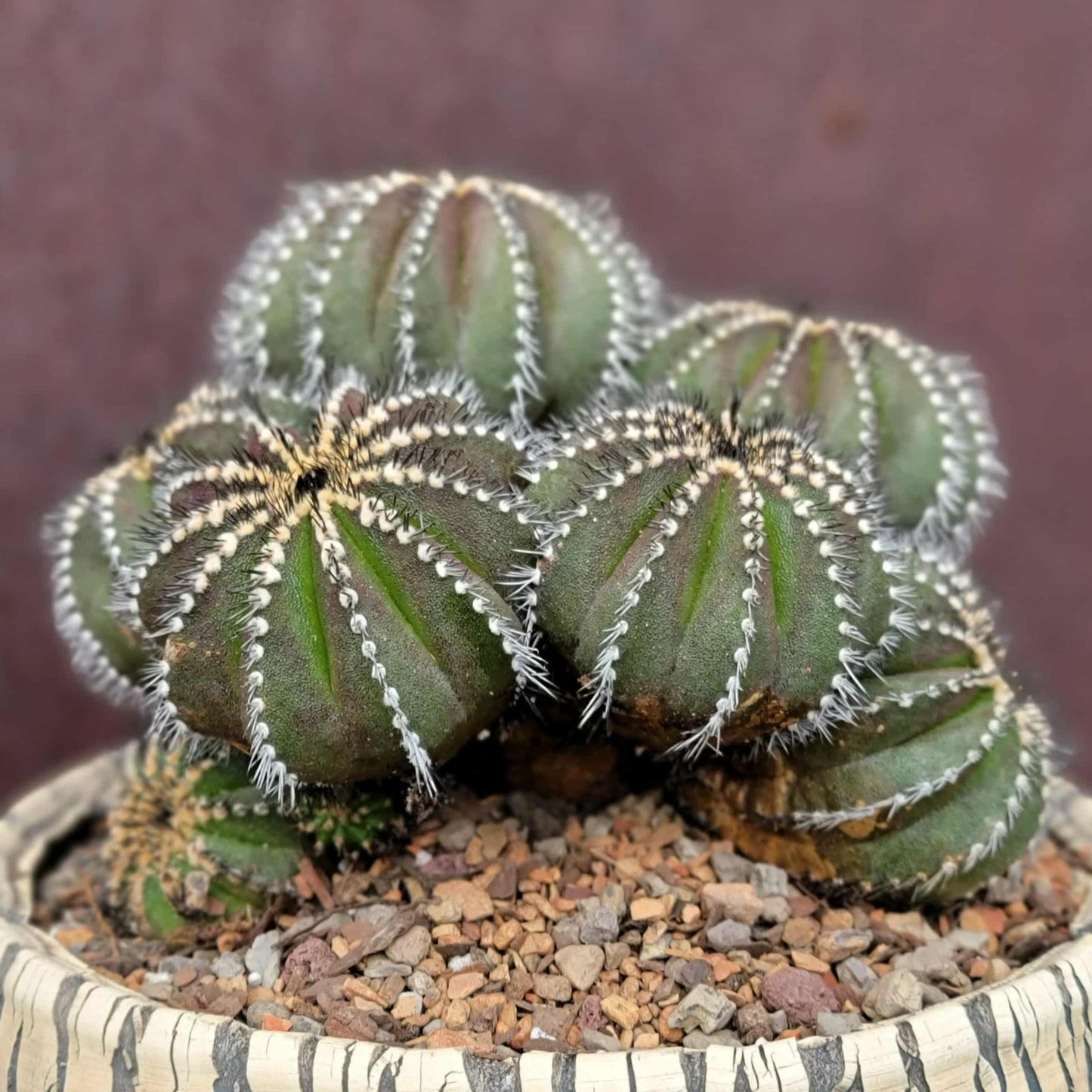 Uebelmannia Pectinifera - Large Cluster - 10 Heads + Baby! Wish List Specimen!