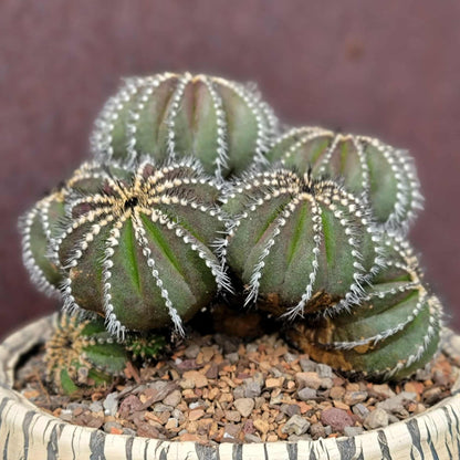 Uebelmannia Pectinifera - Large Cluster - 10 Heads + Baby! Wish List Specimen!