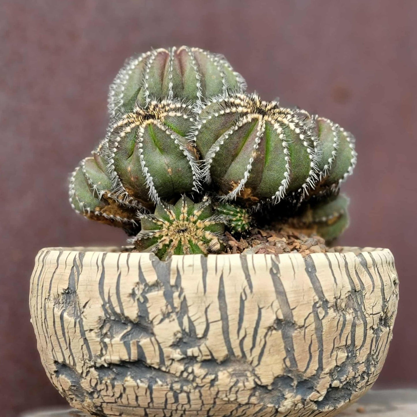 Uebelmannia Pectinifera - Large Cluster - 10 Heads + Baby! Wish List Specimen!