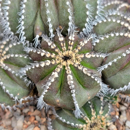 Uebelmannia Pectinifera - Large Cluster - 10 Heads + Baby! Wish List Specimen!