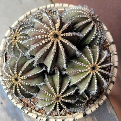 Uebelmannia Pectinifera - Large Cluster - 10 Heads + Baby! Wish List Specimen!