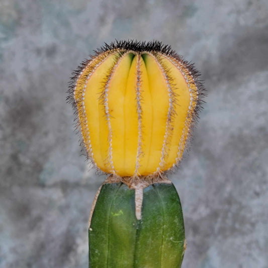 Uebelmannia Pectinifera variegata
