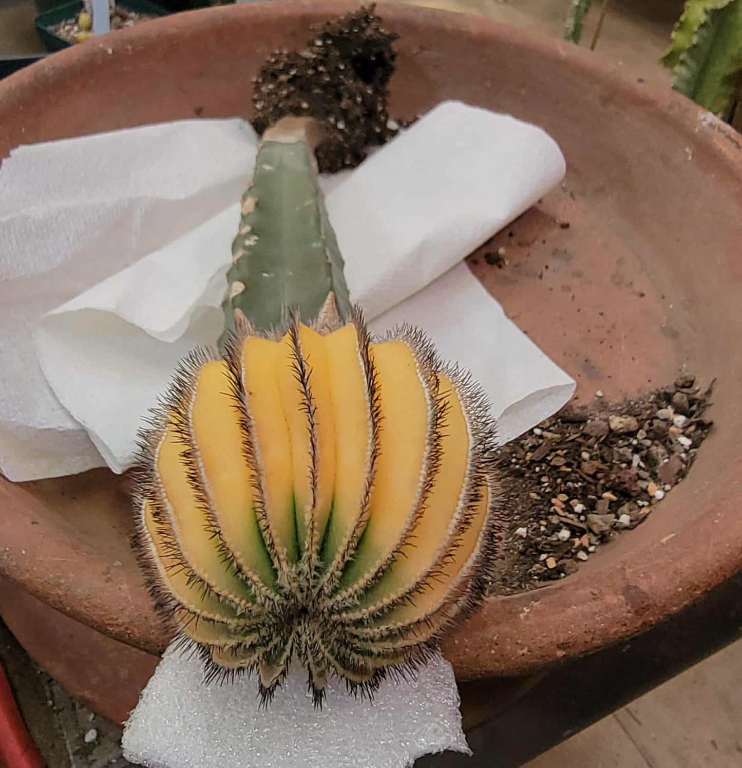 Uebelmannia Pectinifera variegata