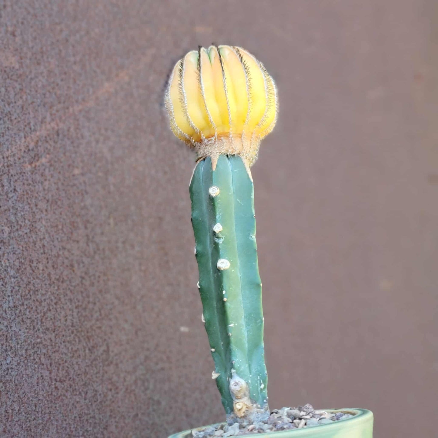 Uebelmannia Pectinifera variegata