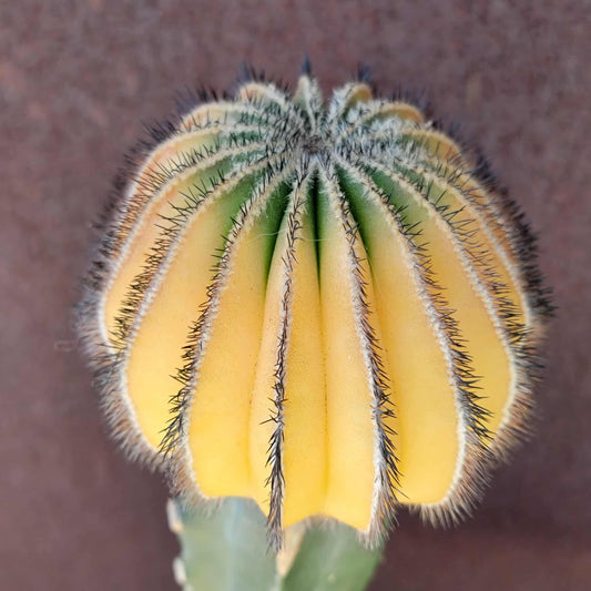 Uebelmannia Pectinifera variegata