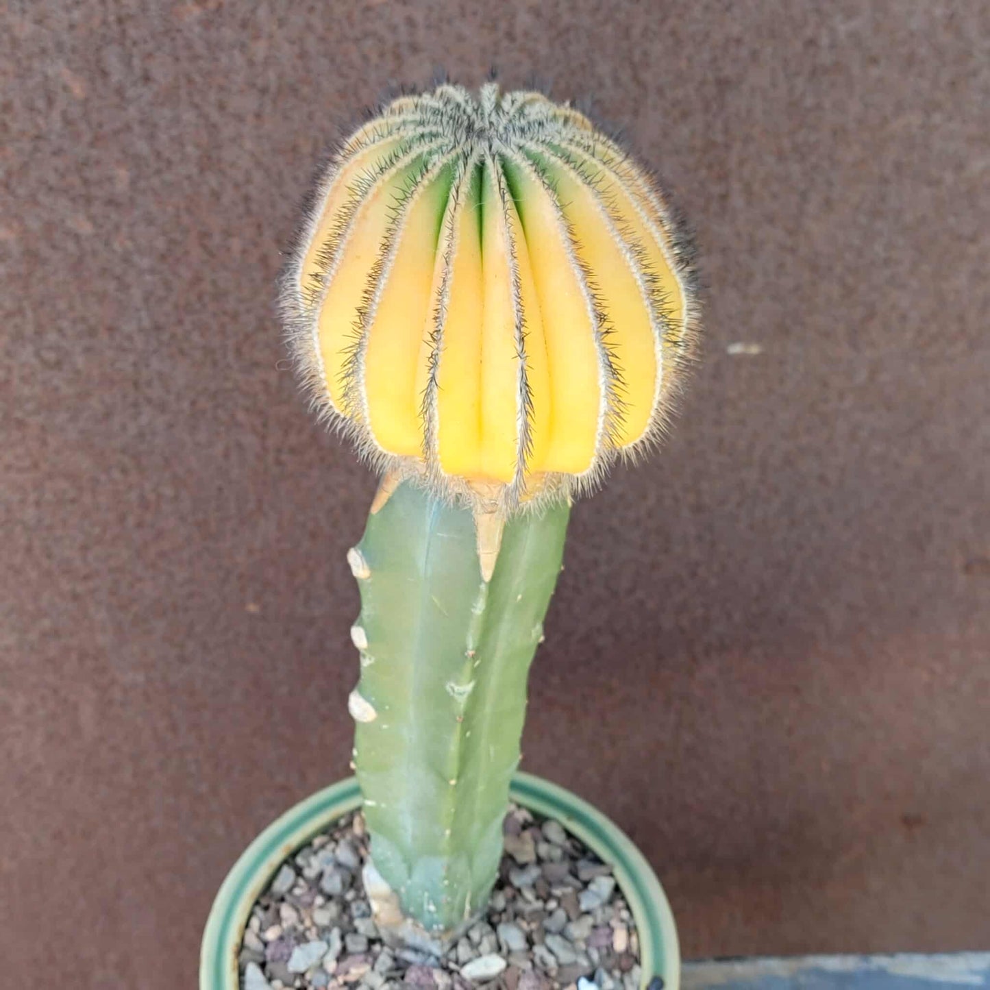 Uebelmannia Pectinifera variegata