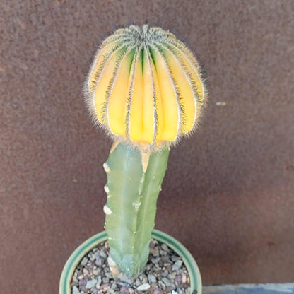 Uebelmannia Pectinifera variegata