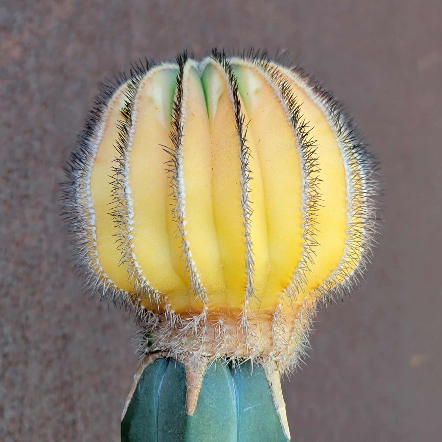 Uebelmannia Pectinifera variegata